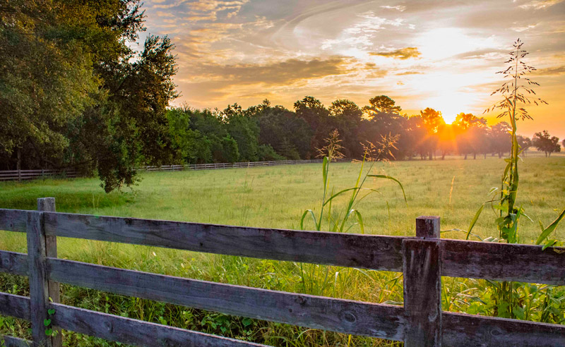 Ready to Sell Your Land? Schreiber Lands is the Bull in Your Field